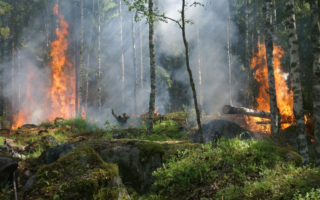 USDA Announces $197 Million Investment Across the Country to Mitigate Wildfire Risk