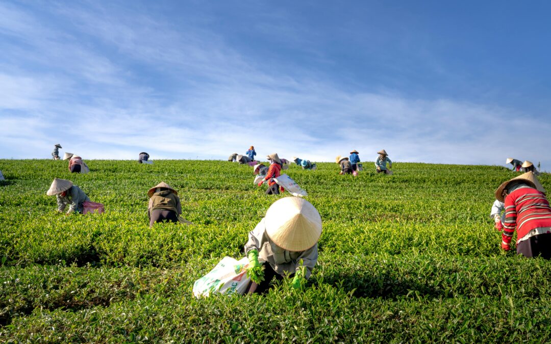 Stemilt Ag Services to Lay Off 1,561 After Fruit Harvest Season Ends